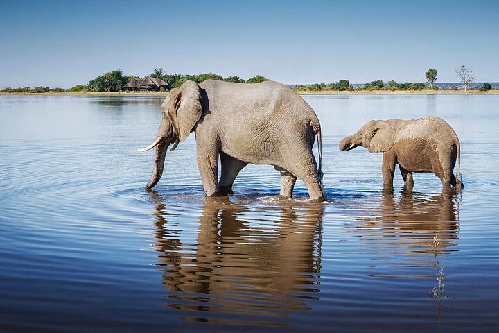 Chobe Day Trip Safari from Livingstone