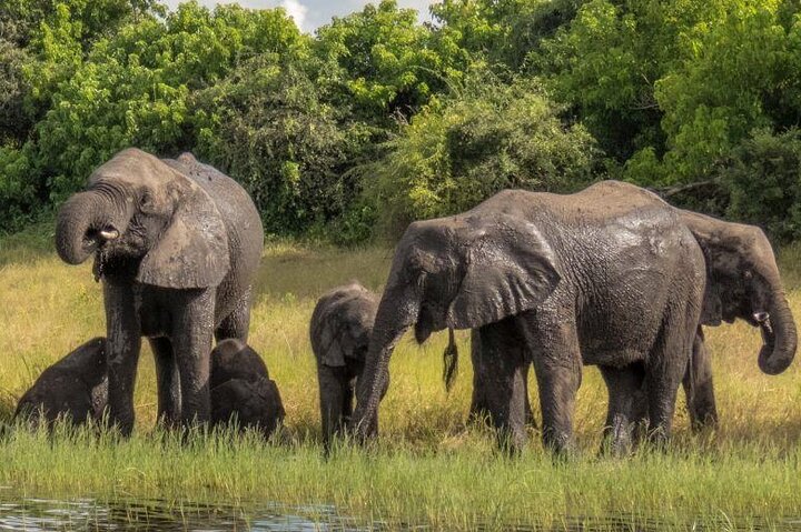 Chobe Day Trip Safari from Livingstone