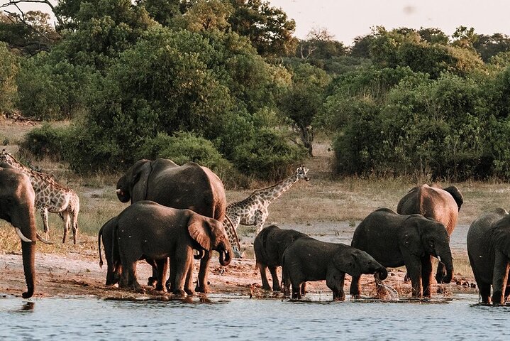 Chobe Day Trip Safari from Livingstone