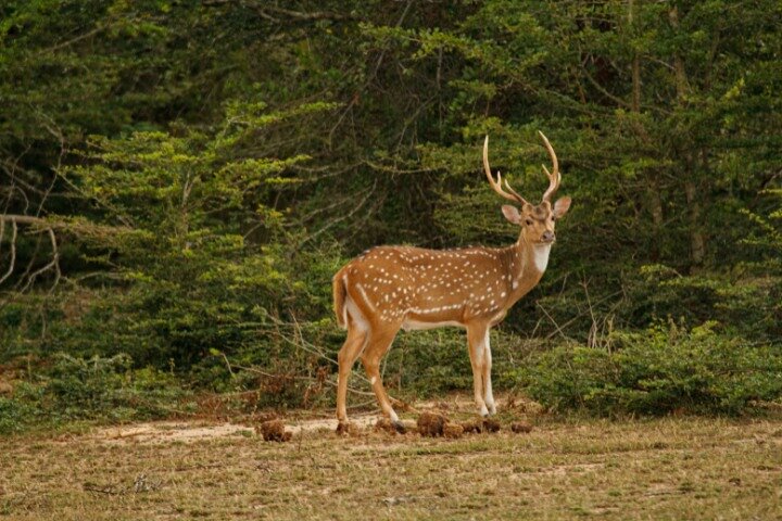Yala National Park Safari Tour From Hambantota Port