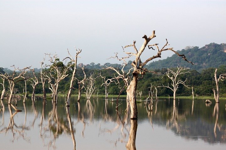 Yala National Park Safari Tour From Hambantota Port