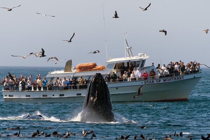 Whale Watching Tour Monterey California