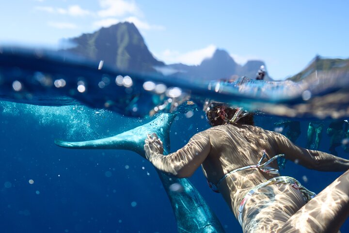 Private boat tour to swim with whales and sharks