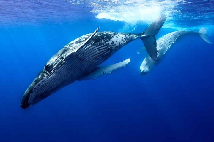 Private boat tour to swim with whales and sharks