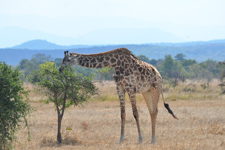 From Zanzibar: Mikumi 1-Day Safari with Scenic Flight & Lunch