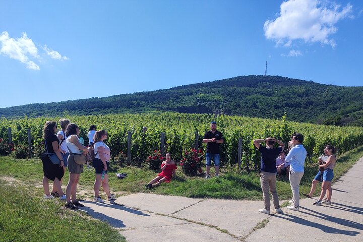 Full-Day Tokaj Wine & Cellar Tour from Kosice