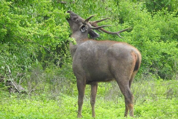 Yala National Park Safari Tour From Hambantota Port