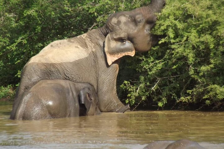 Yala National Park Safari Tour From Hambantota Port