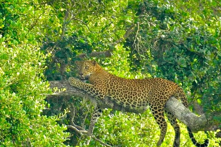 Yala National Park Safari Tour From Hambantota Port