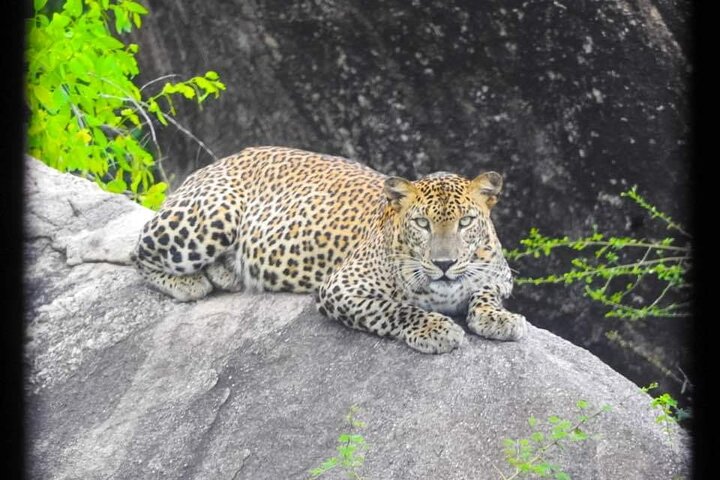 Yala National Park Safari Tour From Hambantota Port
