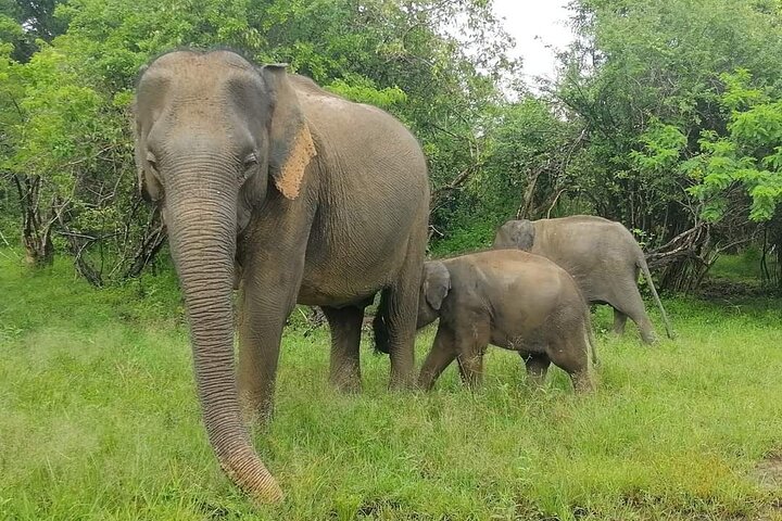 Yala National Park Safari Tour From Hambantota Port