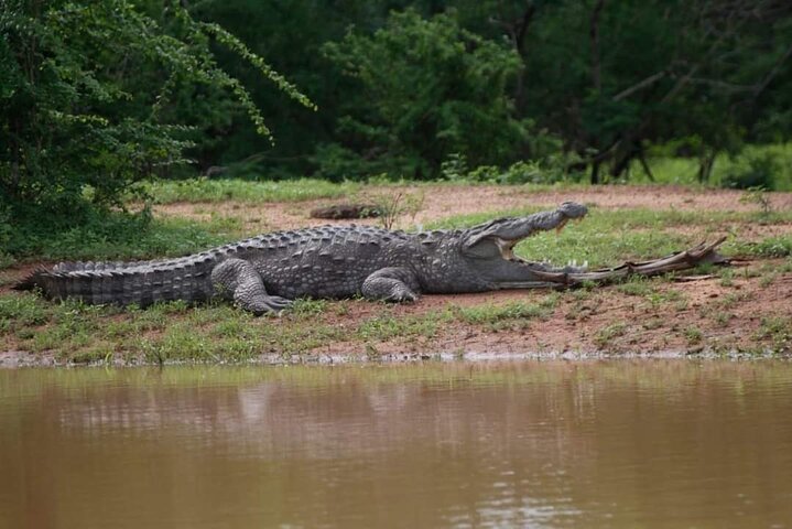 Yala National Park Safari Tour From Hambantota Port