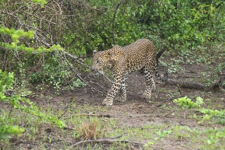Yala National Park Safari Tour From Hambantota Port