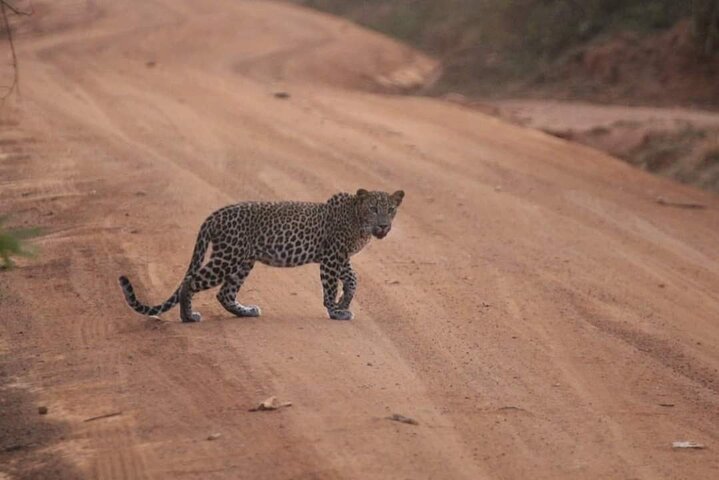 Yala National Park Safari Tour From Hambantota Port
