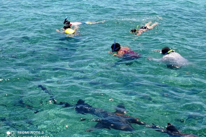Full-Day Snorkel at Hol Chan, Shark Ray & More; San Pedro Belize