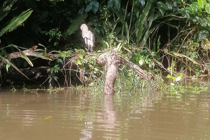 Tortuguero National Park Canoe Tour