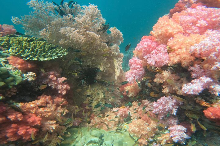 Private Experience with Fishing, Barbeque, Sashimi and Snorkeling
