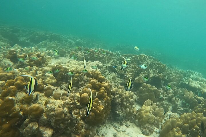 Private Experience with Fishing, Barbeque, Sashimi and Snorkeling
