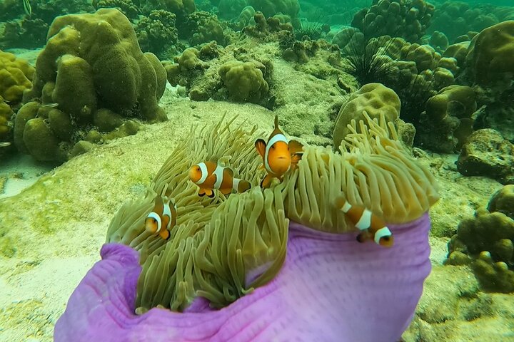 Private Experience with Fishing, Barbeque, Sashimi and Snorkeling