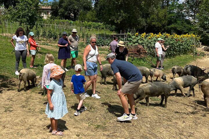 Visit to the Cinta Senese farm in Montepulciano