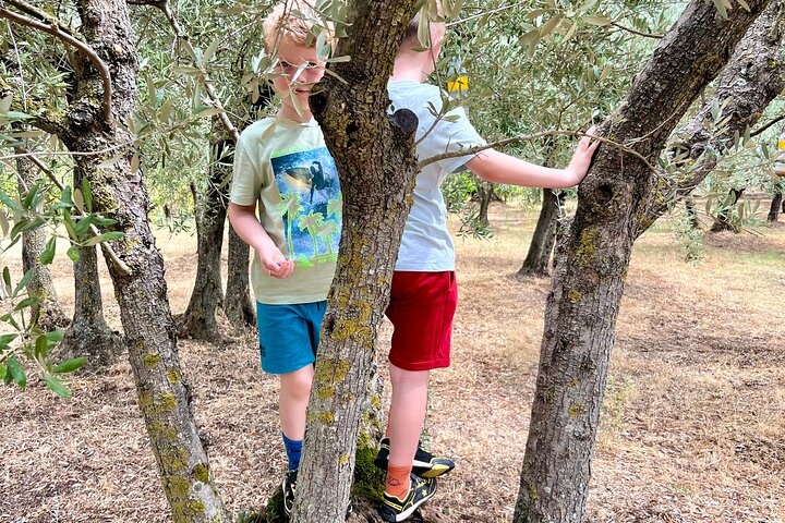 Visit to the Cinta Senese farm in Montepulciano