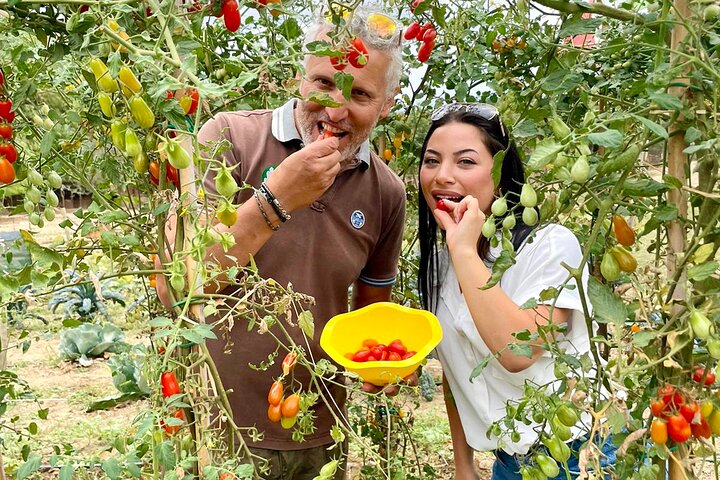 Visit to the Cinta Senese farm in Montepulciano