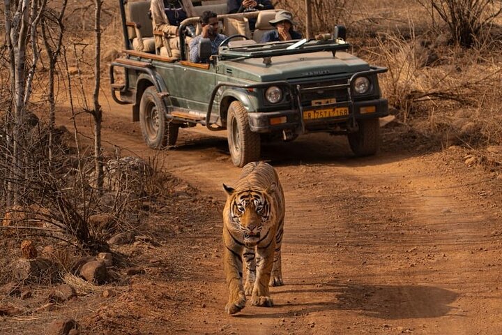Ranthambore Safari Booking