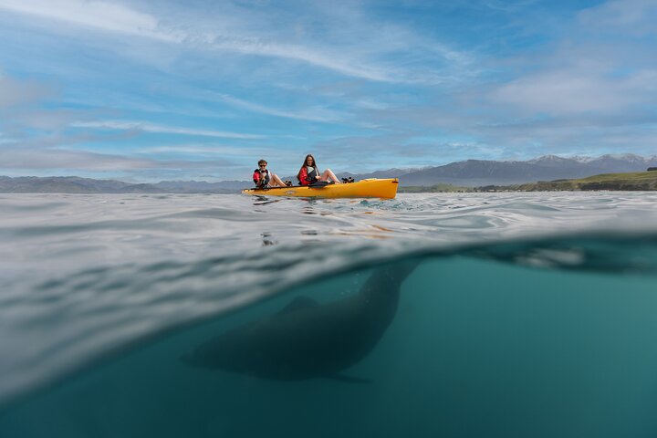 Private Seal Kayaking and Wildlife Tour in Kaikoura