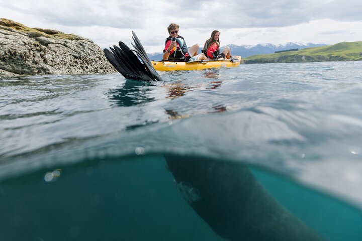 Seal Kayaking Adventure in Kaikoura