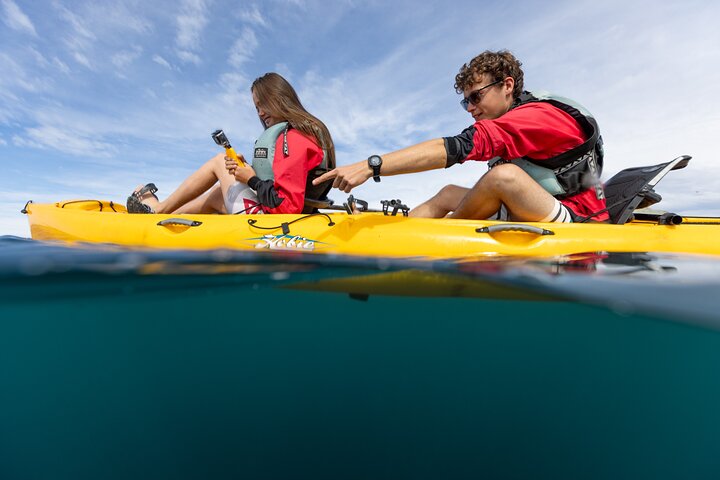 Private Seal Kayaking and Wildlife Tour in Kaikoura