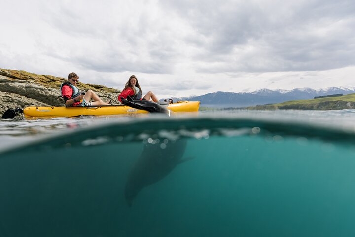 Private Seal Kayaking and Wildlife Tour in Kaikoura