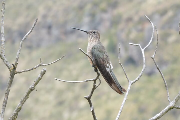 Antisana Condor Sanctuary & Hummingbird Observatory day trip