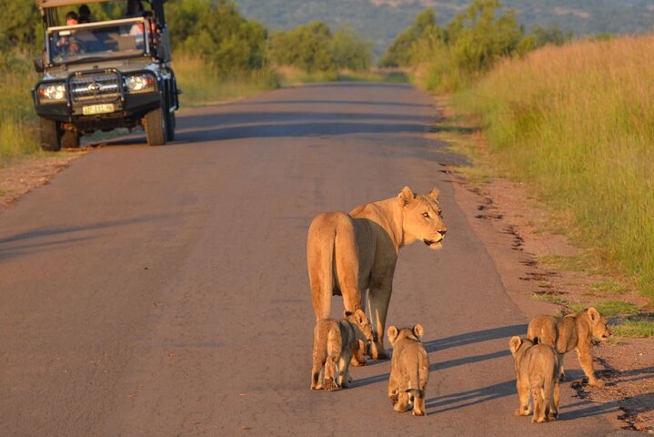 Pilanesberg National Park 6 Hour Safari from Sun City