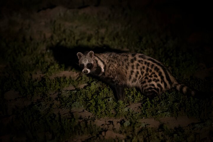 Evening Pilanesberg Night Safari Tour from Sun City