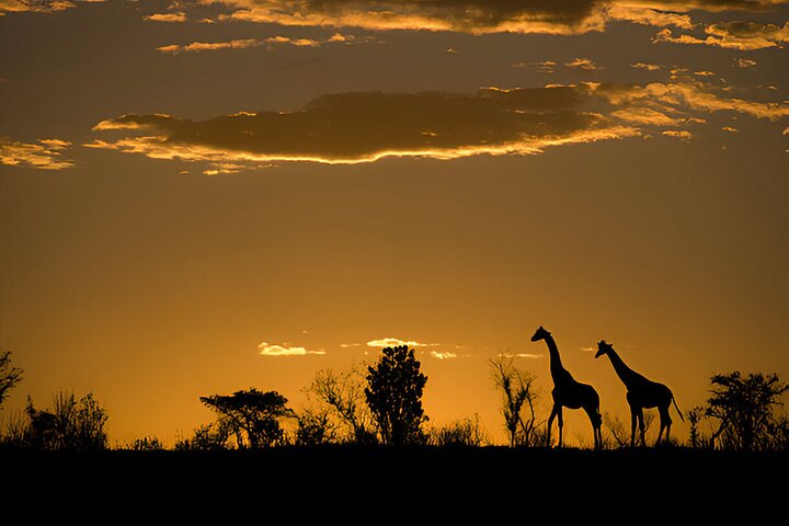 Evening Pilanesberg Night Safari Tour from Sun City