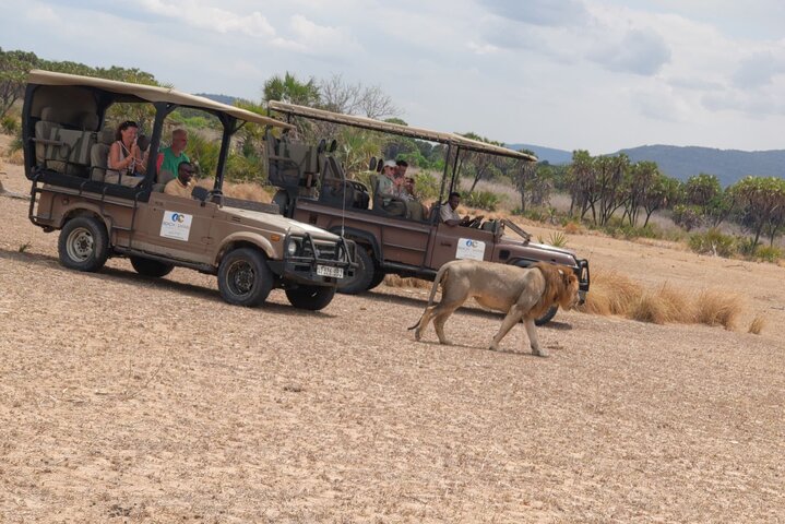 From Zanzibar: Mikumi Safari Day Trip with Flights and Meal