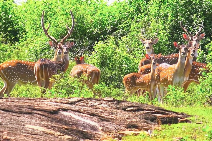 Minneriya National Park Wildlife & Elephant Safari from Sigiriya