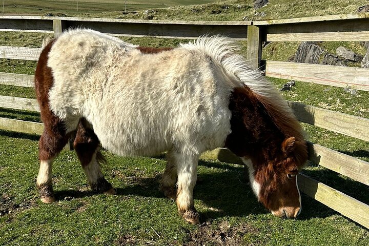 Shetland Pony Express