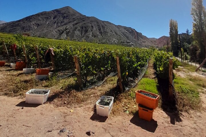 Jujuy Wine Route (Quebrada de Humahuaca)