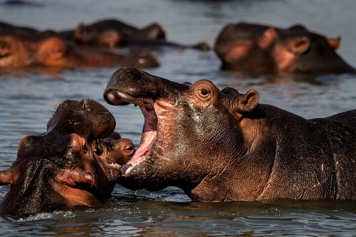 Shoreline Hippo and Crocodile Boat Cruises, iSimangaliso Wetland Park