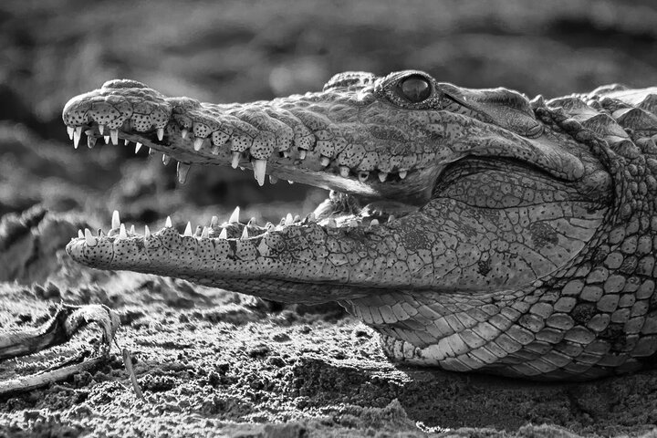 Shoreline Hippo and Crocodile Boat Cruises, iSimangaliso Wetland Park
