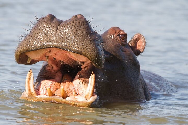 Shoreline Hippo and Crocodile Boat Cruises, iSimangaliso Wetland Park