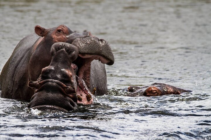 Shoreline Hippo and Crocodile Boat Cruises, iSimangaliso Wetland Park