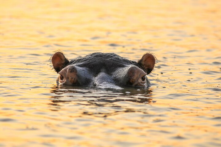 Shoreline Hippo and Crocodile Boat Cruises, iSimangaliso Wetland Park