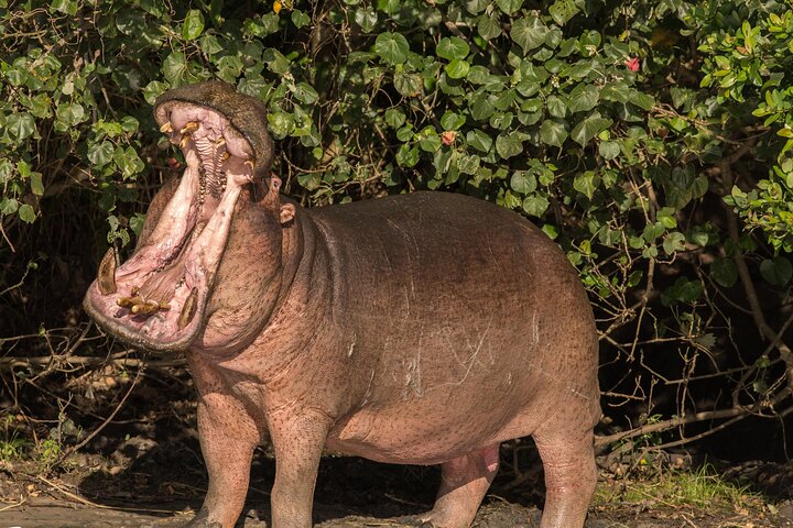 Shoreline Hippo and Crocodile Boat Cruises, iSimangaliso Wetland Park