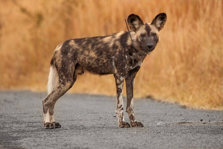 Hluhluwe-Imfolozi Park Half-day Big Five Safari Adventure