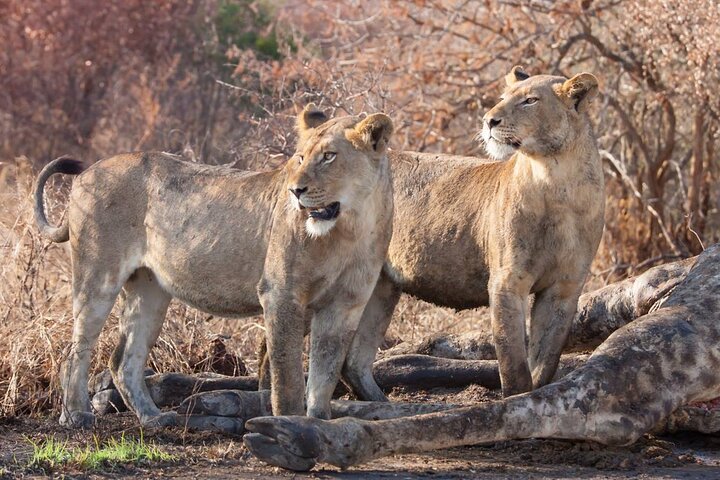 Hluhluwe-Imfolozi Park Full Day Big 5 Safari Tour