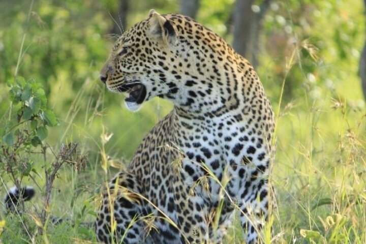 3 Days, 2 Nights Maasai Mara Private Safari - 4 x 4 Safari Jeep