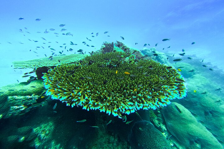 Snorkelling Trip 5 Island Tour Around Koh Tao and Koh Nang yuan