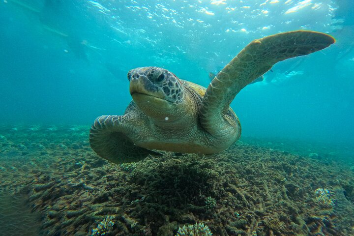 Snorkelling Trip 5 Island Tour Around Koh Tao and Koh Nang yuan